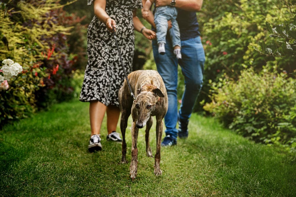 family dog at walkden gardens