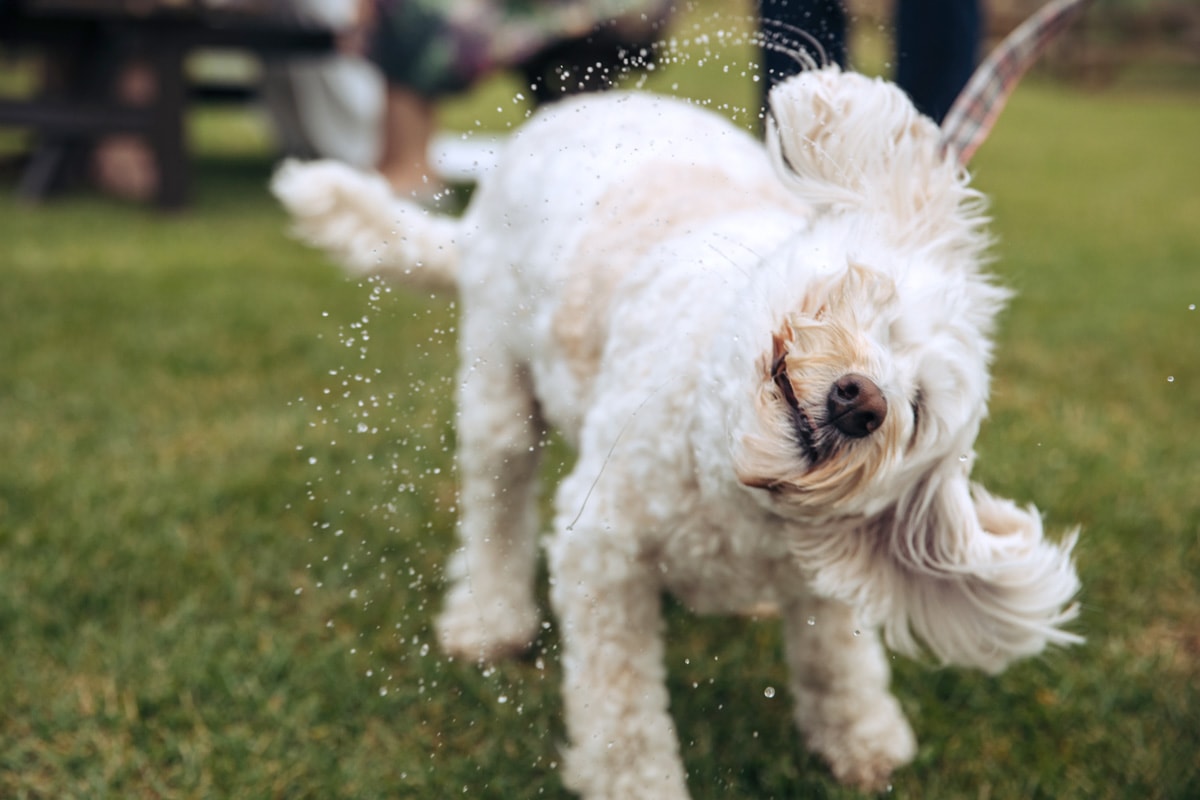 dogs at weddings