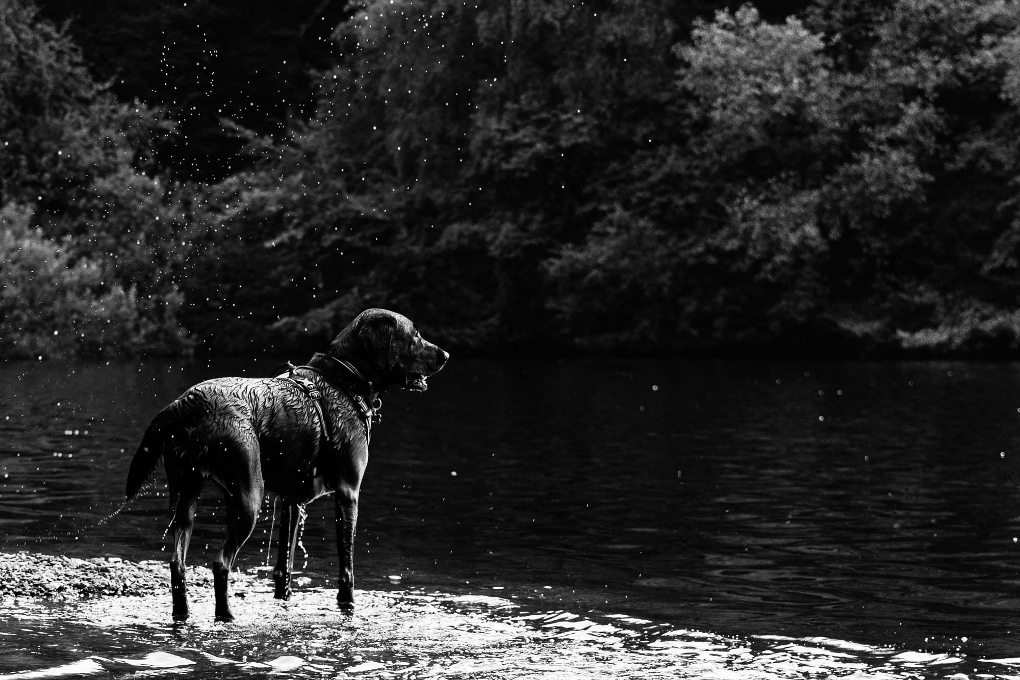 dog by the lake