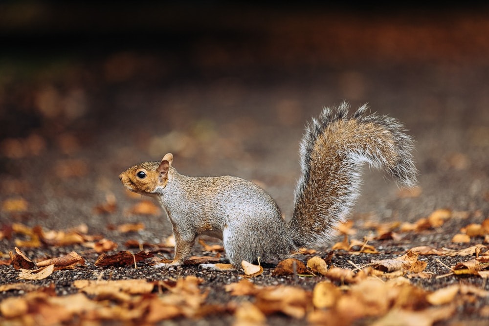squirrel in chester in autumn
