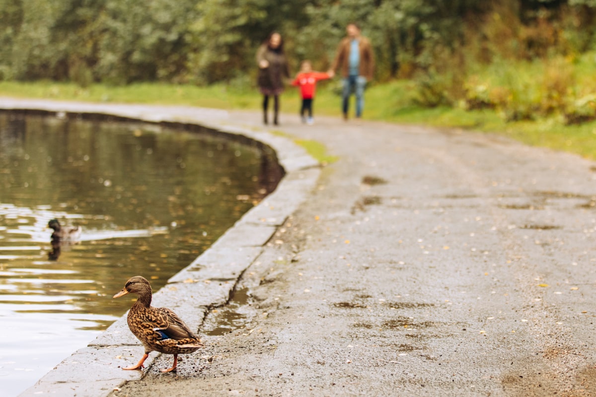 Bramhall Park Duck Pond family photography