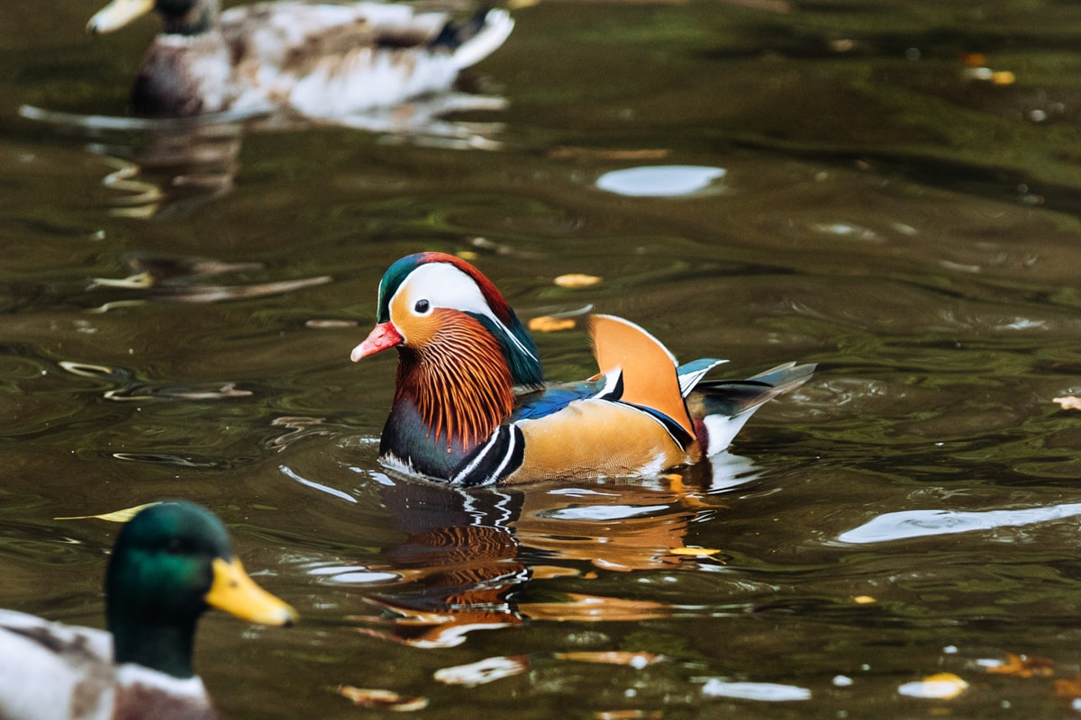 Bramhall Park Duck Pond family photography