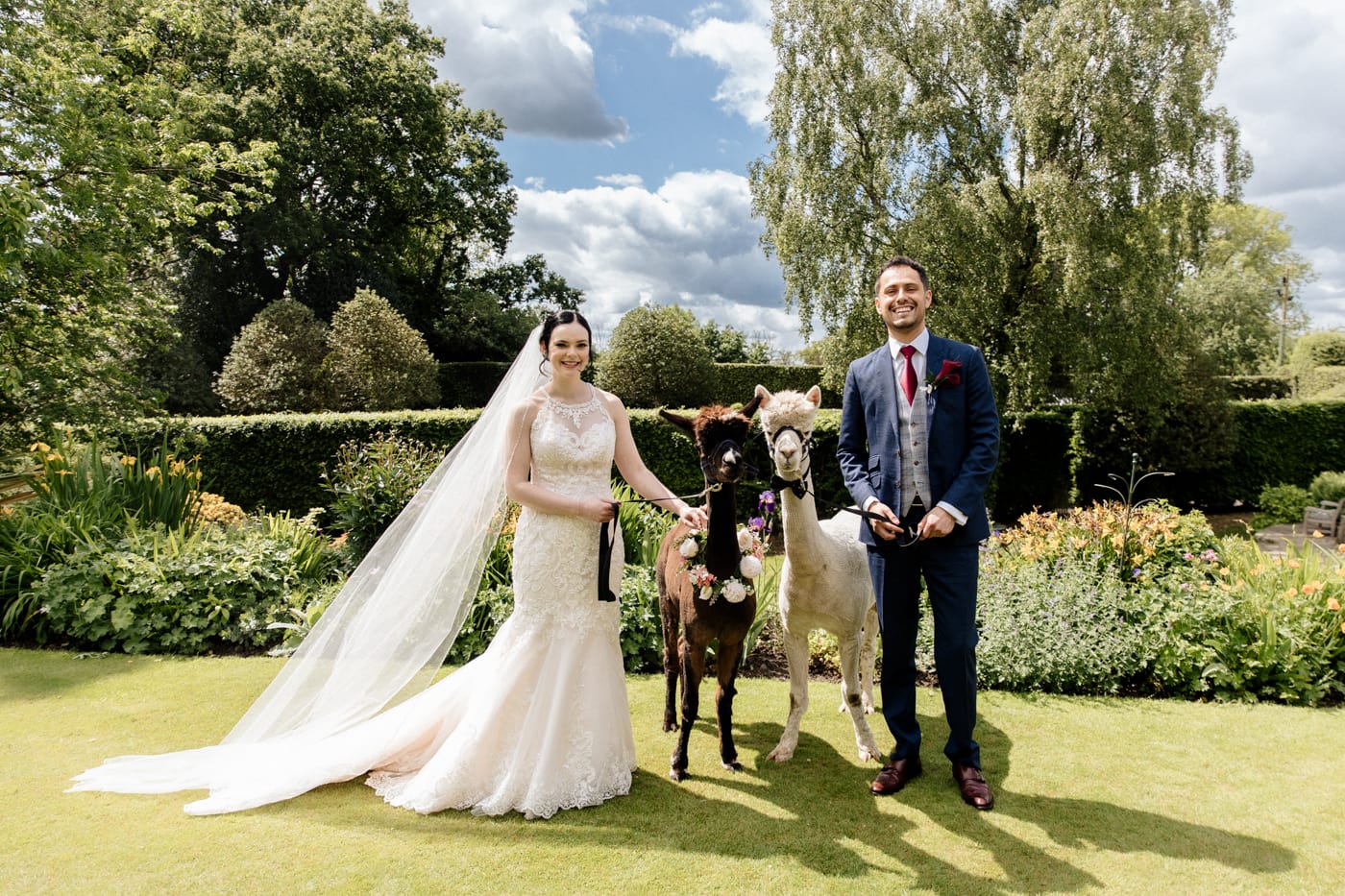 Alpacas at the Hilltop Country House Hotel in macclesfield, cheshire alpacas at a wedding