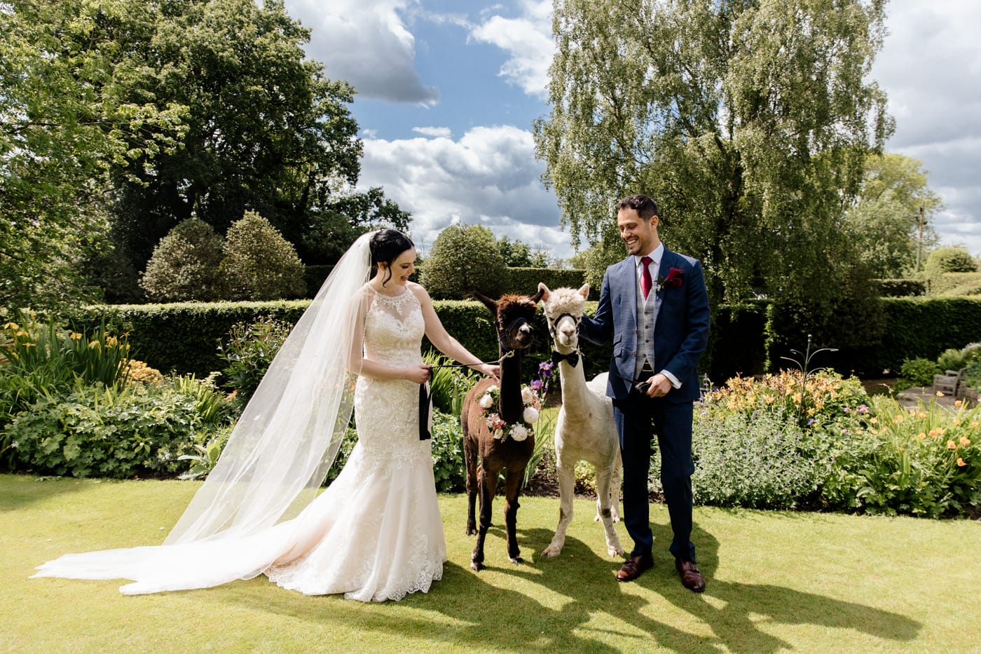 cheshire alpacas at the hilltop country house hotel in macclesfield