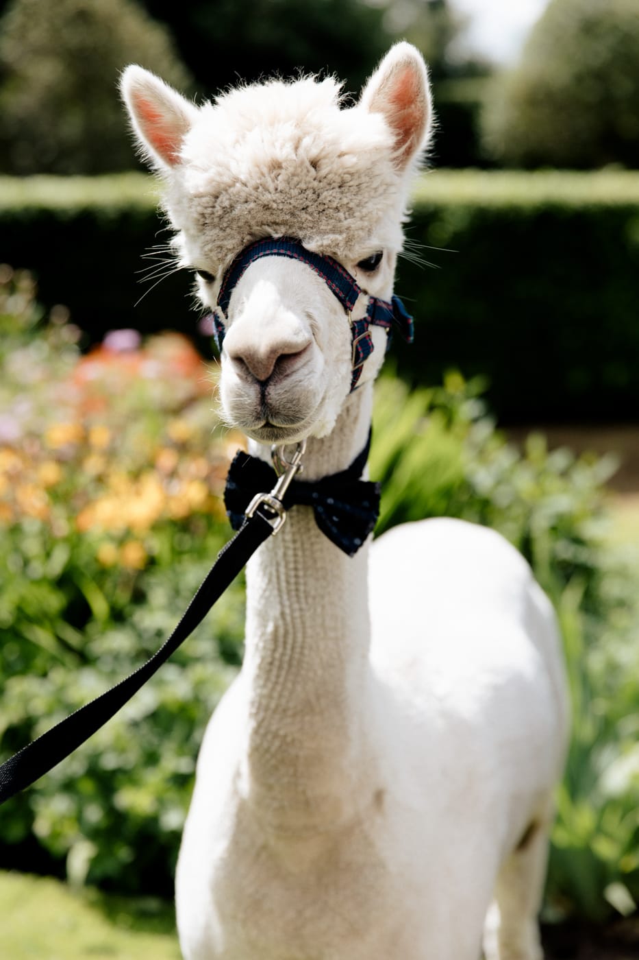 cheshire alpacas at the hilltop country house hotel in macclesfield