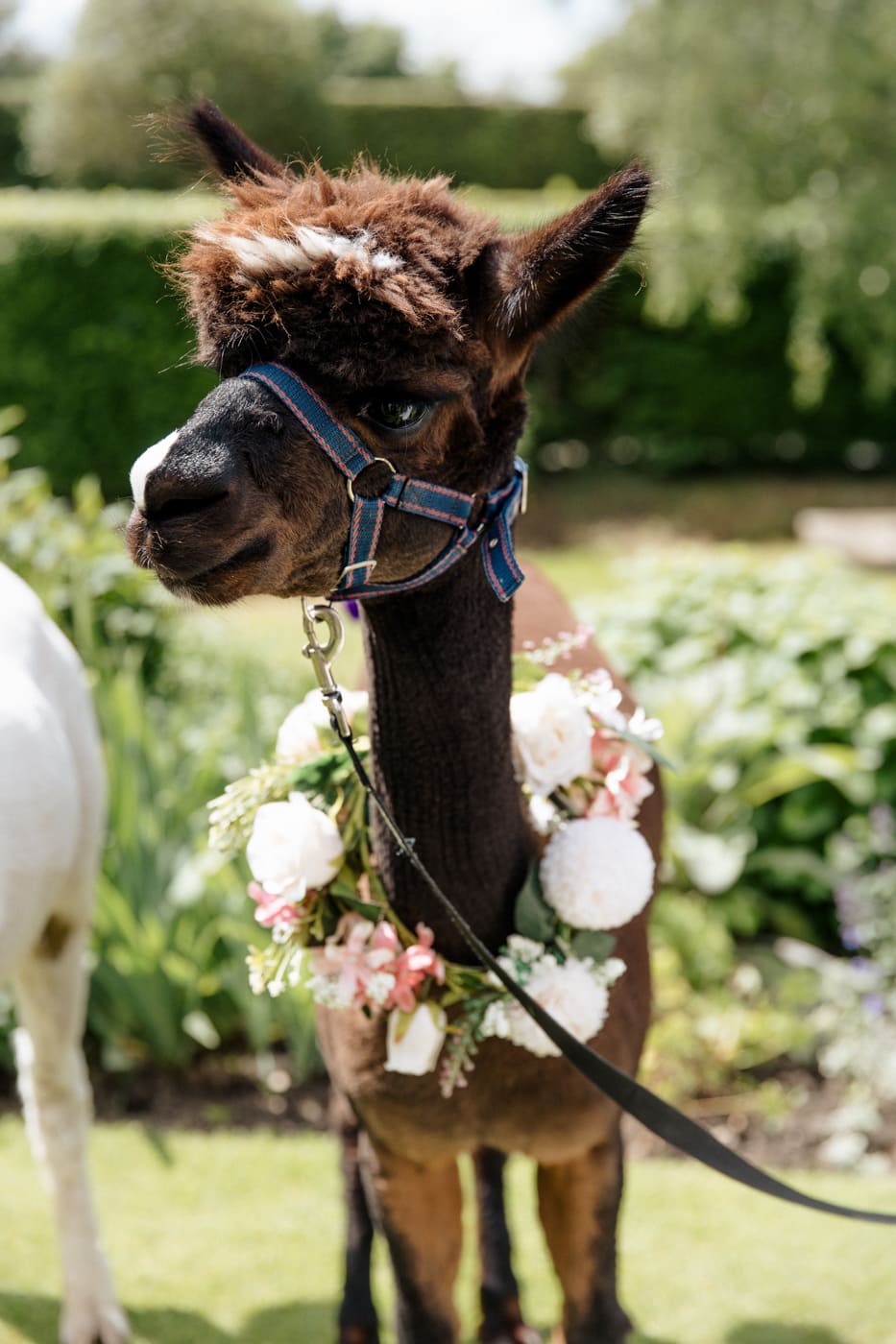 cheshire alpacas at the hilltop country house hotel in macclesfield