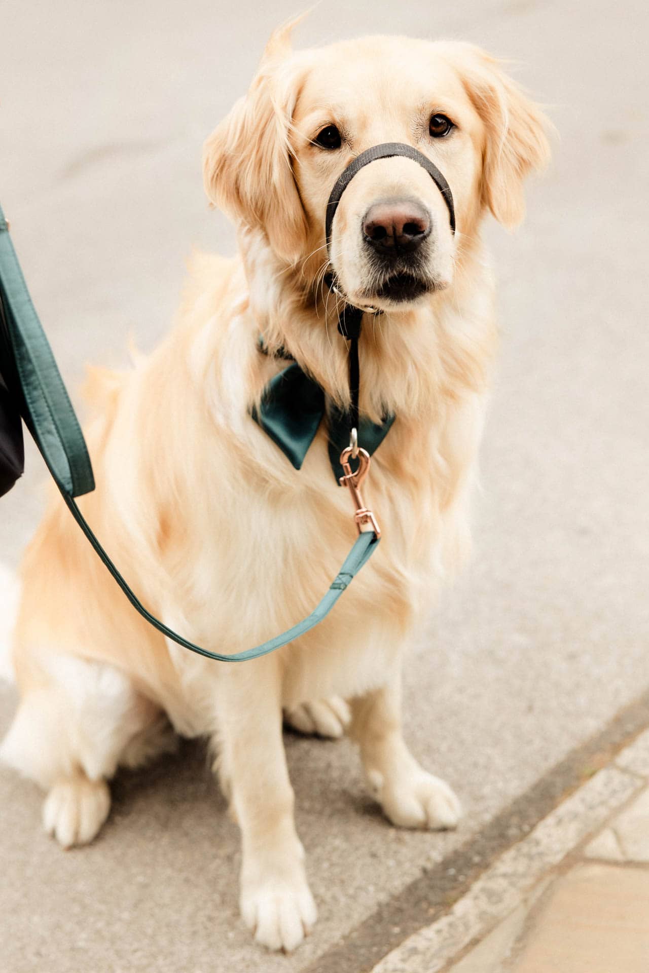 dog at a wedding in lancashire