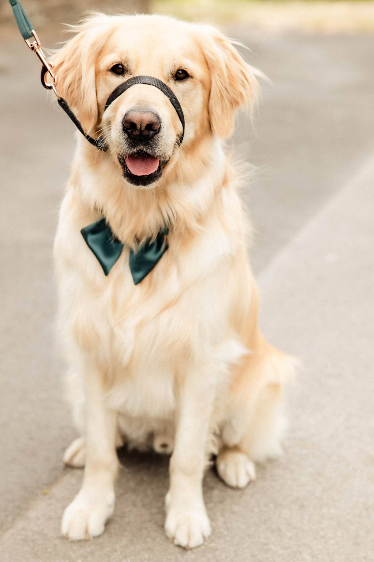dog at a wedding in lancashire